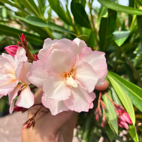 Laurier rose sur tige
