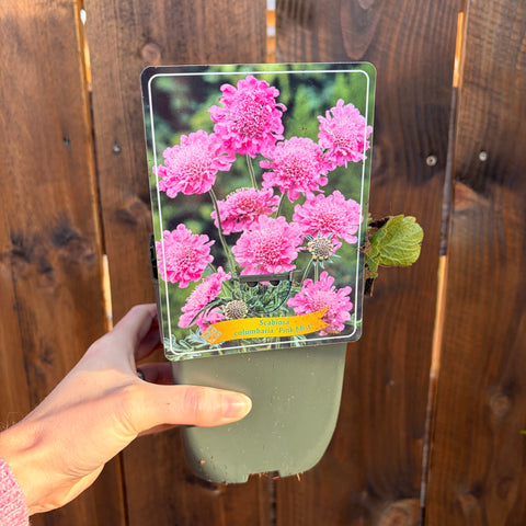 Scabieuse pink misk