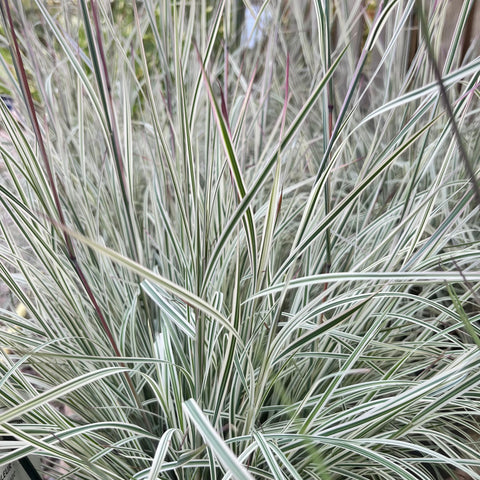 Schizachyrium Chameleon