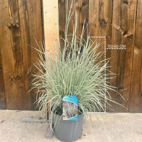Schizachyrium Chameleon