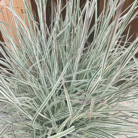Schizachyrium Chameleon