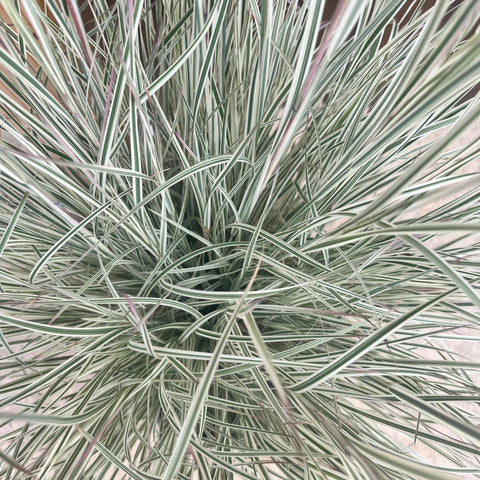 Schizachyrium Chameleon