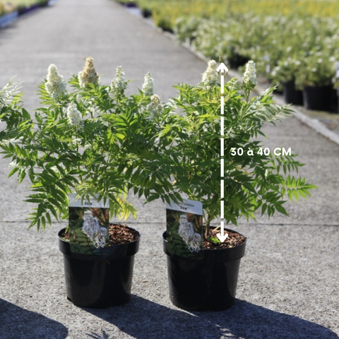 Sorbaria sorbifolia 'Sem' / Fausse spirée à feuilles de sorbier