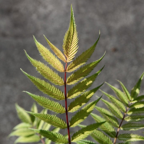 Sorbaria sorbifolia 'Sem' / Fausse spirée à feuilles de sorbier