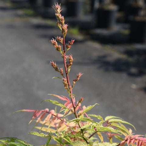 Sorbaria sorbifolia 'Sem' / Fausse spirée à feuilles de sorbier