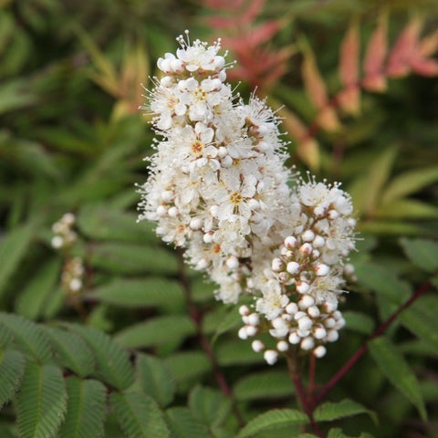 Sorbaria sorbifolia 'Sem' / Fausse spirée à feuilles de sorbier