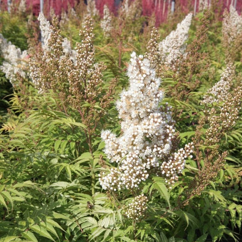 Sorbaria sorbifolia 'Sem' / Fausse spirée à feuilles de sorbier