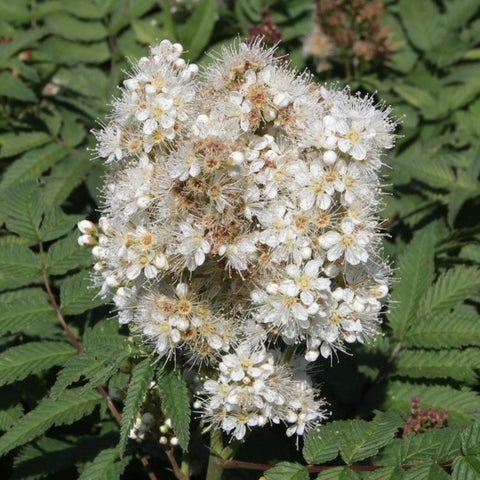 Sorbaria sorbifolia 'Sem' / Fausse spirée à feuilles de sorbier