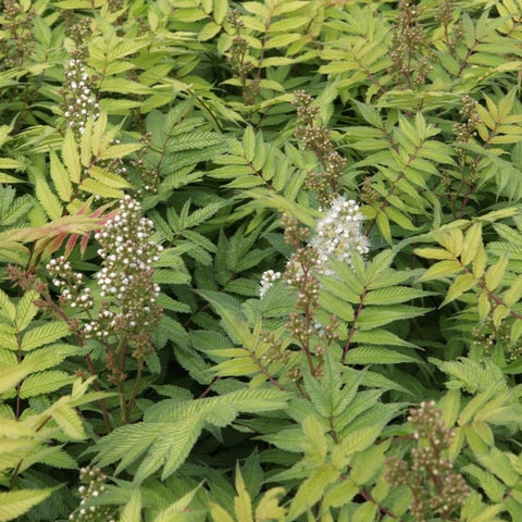 Sorbaria sorbifolia 'Sem' / Fausse spirée à feuilles de sorbier