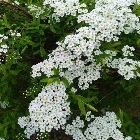 Spirée ‘Arguta’