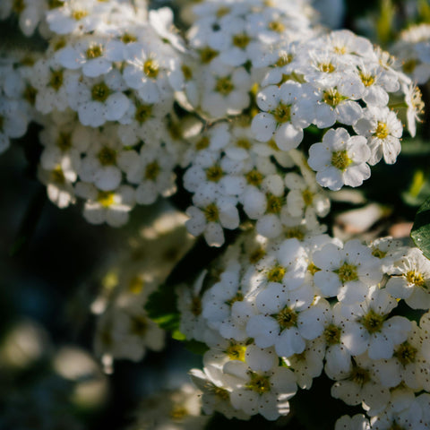 Spirée ‘Arguta’