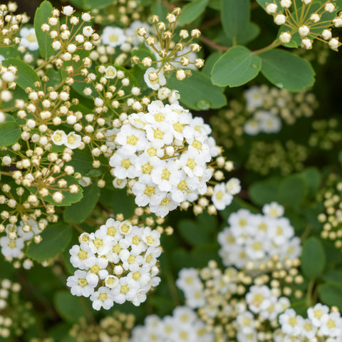 Spirée ‘Vanhouttei’