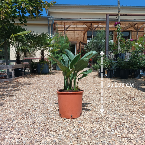 Strelitzia reginae / Oiseau de paradis