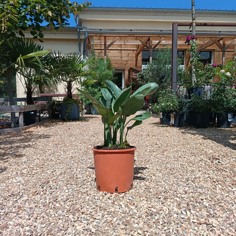 Strelitzia reginae / Oiseau de paradis