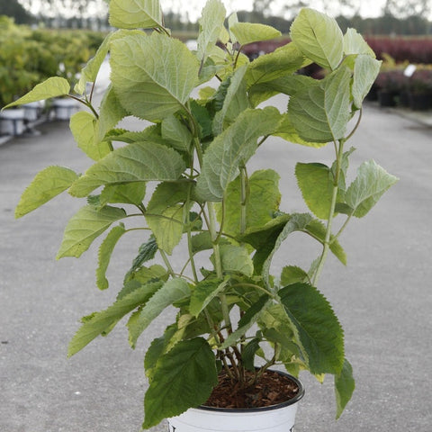 Hortensia 'Strong Annabelle'