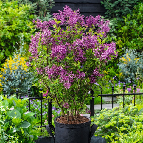 Lilas nain 'Bloomrang Dark Purple'