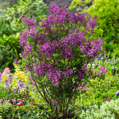 Lilas nain 'Bloomrang Dark Purple'