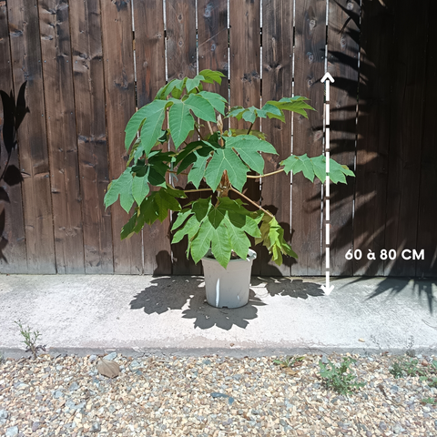 Tetrapanax papyrifer