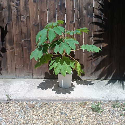Tetrapanax papyrifer