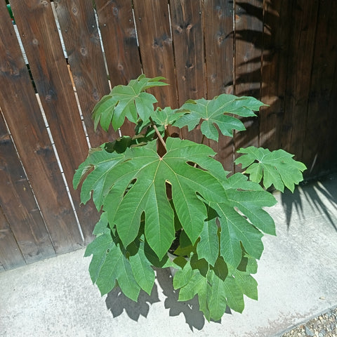 Tetrapanax papyrifer