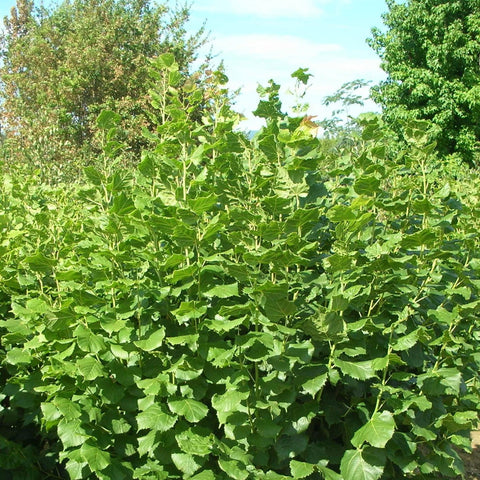 Tilleul grandes feuilles