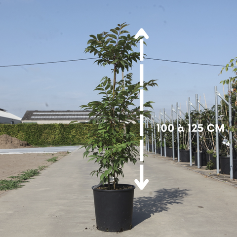 Toona sinensis 'Flamingo' - Acajou de Chine