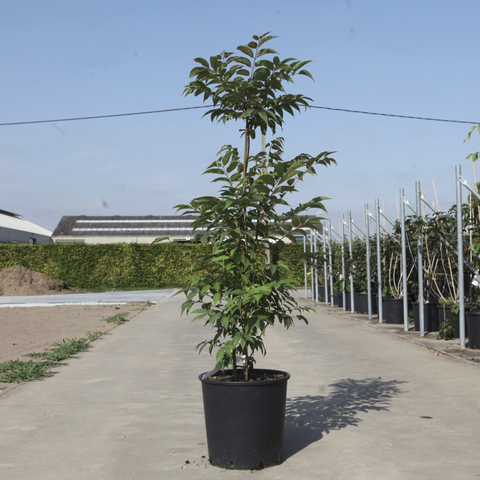 Toona sinensis 'Flamingo' - Acajou de Chine