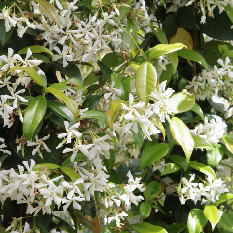 Plantes grimpantes