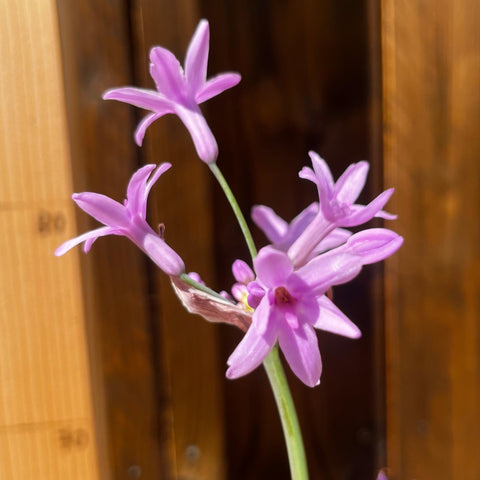 Tulbaghia violacea