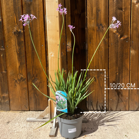 Tulbaghia violacea