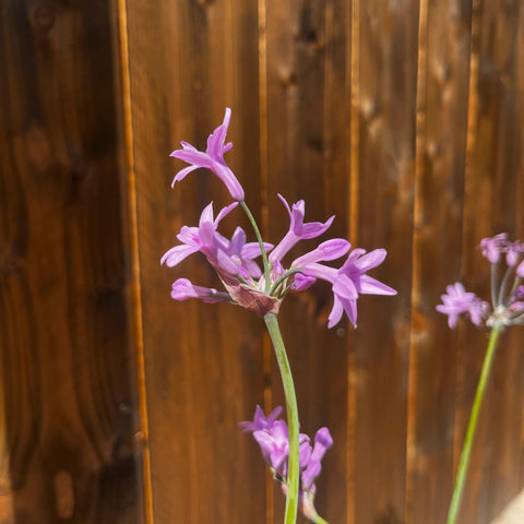 Tulbaghia violacea