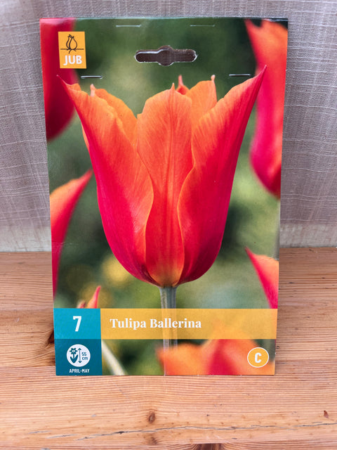 Tulipe Ballerina - 7 bulbes