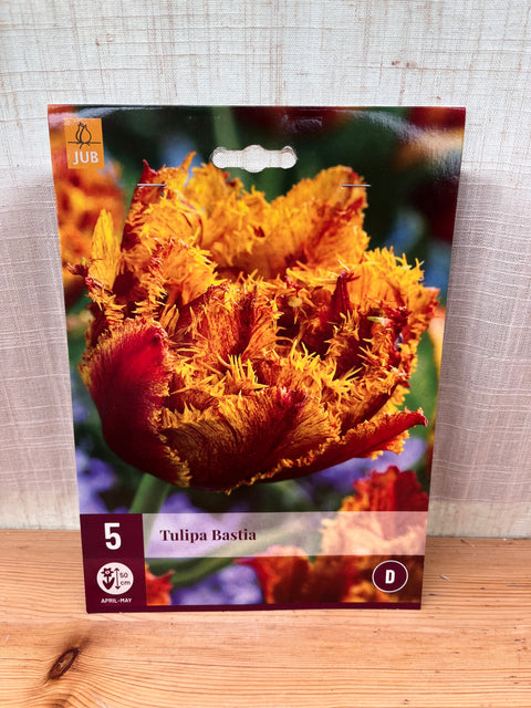 Tulipe Bastia - 5 bulbes