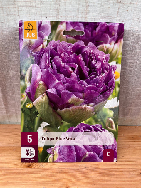 Tulipe Blue Wow - 5 bulbes