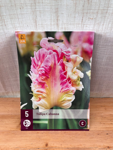 Tulipe Cabanna - 5 bulbes