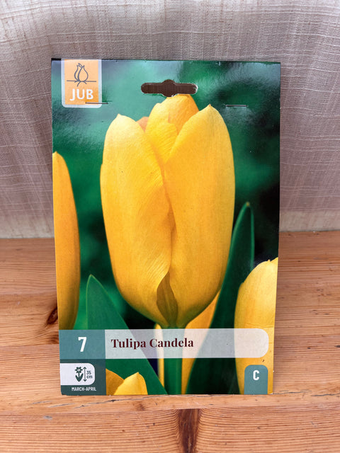 Tulipe Candela - 7 bulbes