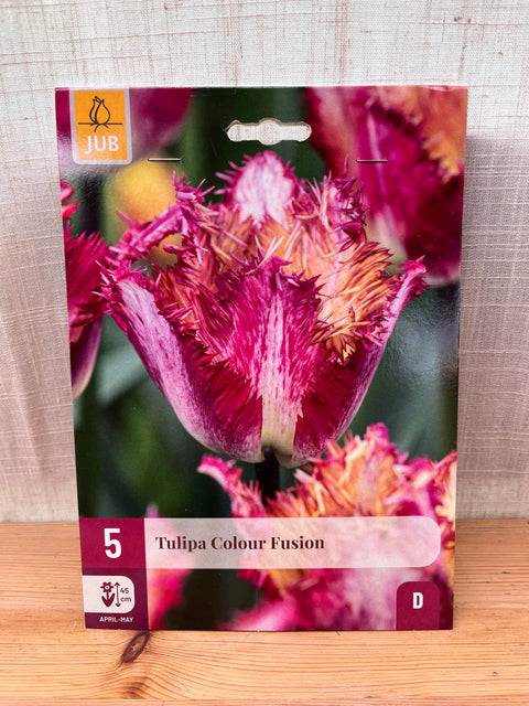Tulipe Colour Fusion - 5 bulbes