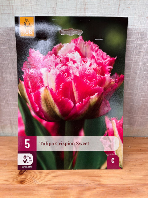Tulipe Crispion Sweet - 5 bulbes