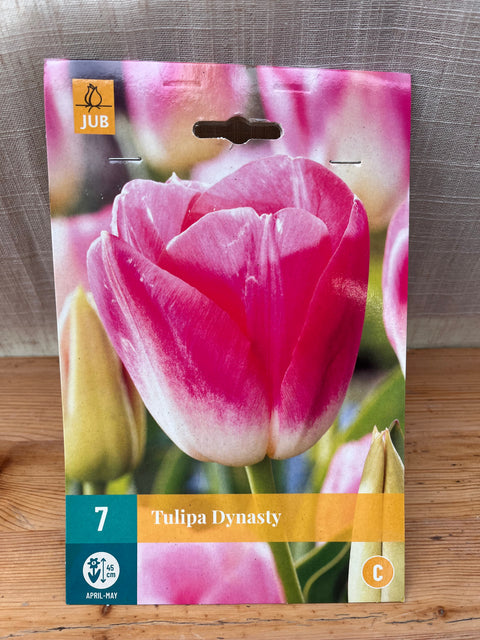 Tulipe Dynasty - 7 bulbes
