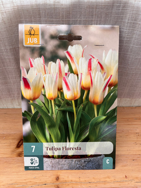Tulipe Floresta - 7 bulbes