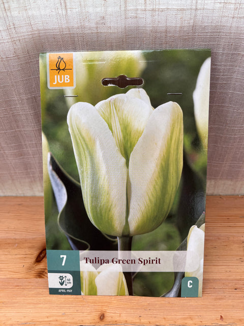 Tulipe Green Spirit - 7 bulbes