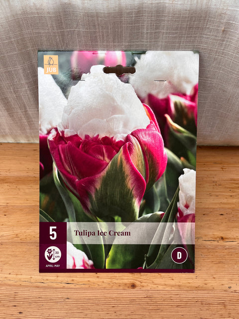 Tulipe Ice Cream - 5 bulbes
