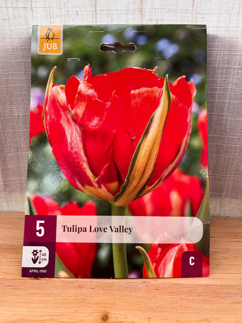 Tulipe Love Valley - 5 bulbes