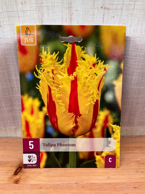 Tulipe Phantom - 5 bulbes