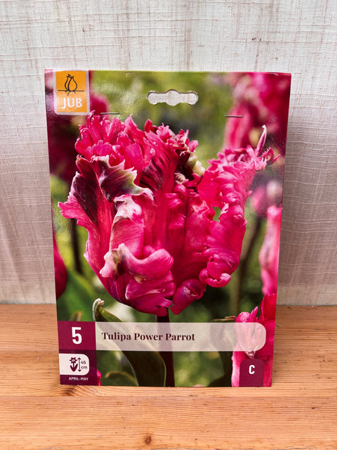 Tulipe Power Parrot - 5 bulbes