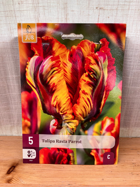 Tulipe Rasta Parrot - 5 bulbes