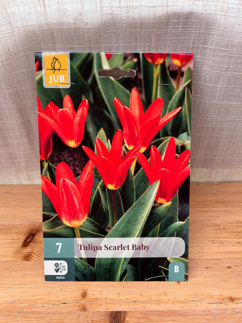 Tulipe Scarlet Baby - 7 bulbes