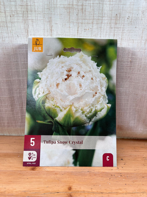 Tulipe Snow Crystal - 5 bulbes