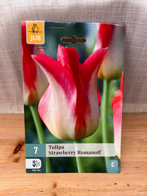 Tulipe Strawberry Romanoff - 7 bulbes