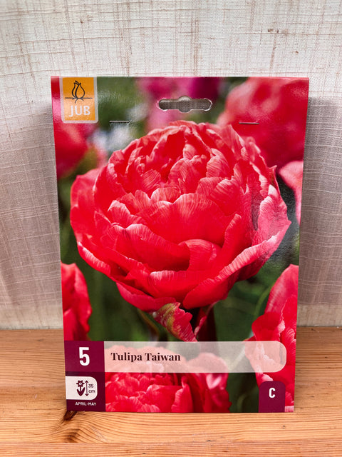 Tulipe Taiwan - 5 bulbes